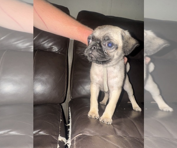 Medium Photo #7 Pug Puppy For Sale in METAMORA, IN, USA