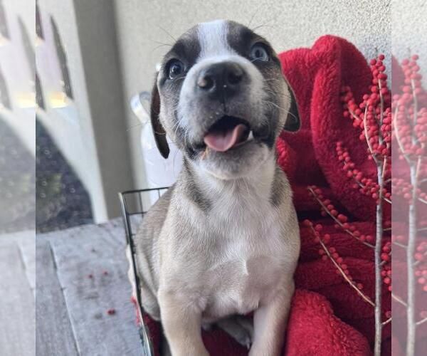 Medium Photo #2 Boxer-Unknown Mix Puppy For Sale in San Diego, CA, USA