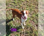 Small Photo #8 American Pit Bull Terrier Puppy For Sale in Port Clinton, OH, USA