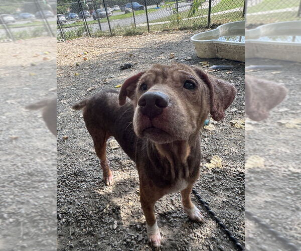 Medium Photo #4 Mutt Puppy For Sale in Elmsford, NY, USA