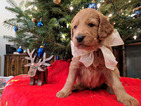 Small Photo #3 Golden Irish-Poodle (Standard) Mix Puppy For Sale in FISHERS, IN, USA