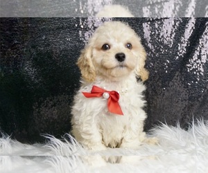 Poodle (Toy) Puppy for sale in WARSAW, IN, USA