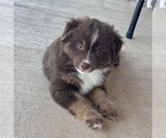 Small #16 Miniature Australian Shepherd