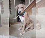Small #5 American Pit Bull Terrier Mix