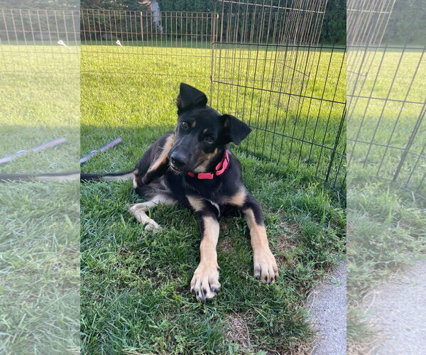Medium Photo #1 Shepradors Puppy For Sale in New London, WI, USA