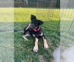 Miami - Female Shepradors Dog for Adoption - Small photo
