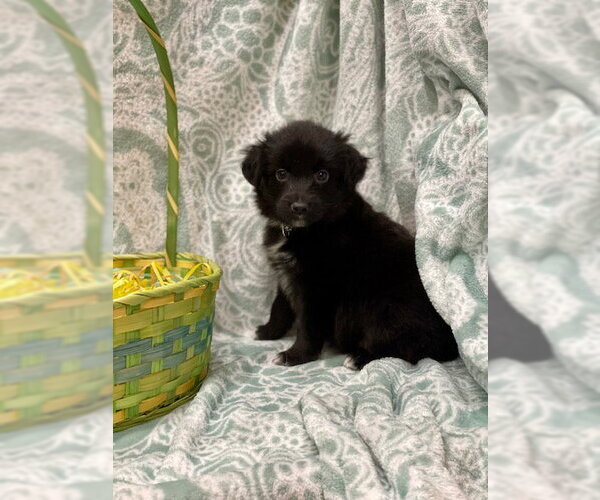 Medium Photo #1 Labrador Retriever-Unknown Mix Puppy For Sale in Duluth, MN, USA