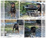 Small Photo #1 Rottweiler Puppy For Sale in DES MOINES, IA, USA