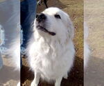 Small #4 Great Pyrenees