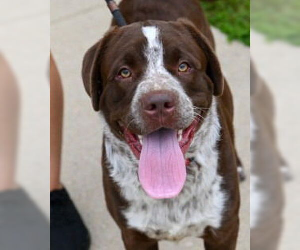 Medium Photo #8 Lab-Pointer Puppy For Sale in Glen Allen, VA, USA