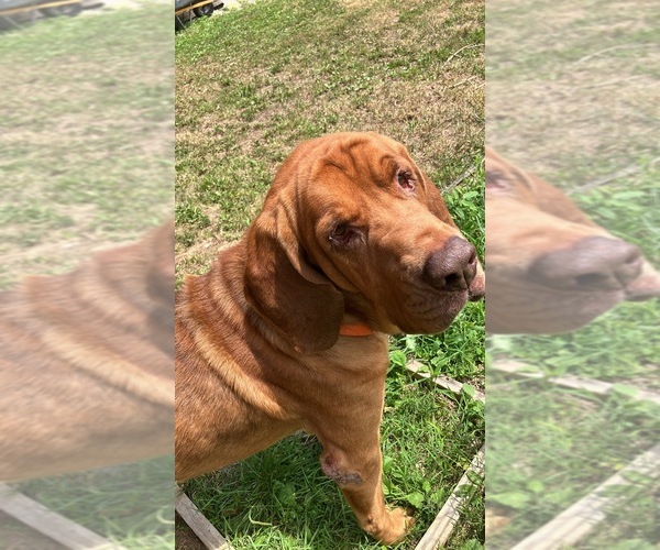 Medium Photo #1 Bloodhound Puppy For Sale in MITCHELL, IN, USA