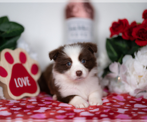 Border Collie Puppy for sale in CONWAY, MO, USA