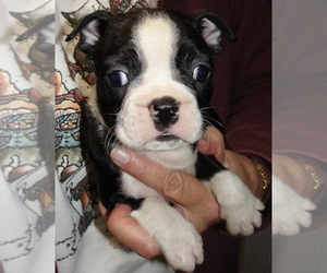 Boston Terrier Puppy for sale in CRKD RVR RNCH, OR, USA