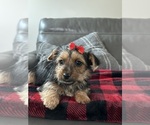 Small Photo #4 Yorkshire Terrier Puppy For Sale in ELMHURST, IL, USA