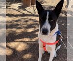 Small Photo #7 Border Collie-Unknown Mix Puppy For Sale in Kanab, UT, USA