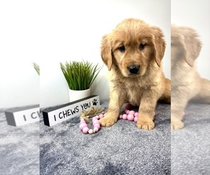Golden Retriever Puppy for sale in INDIANAPOLIS, IN, USA