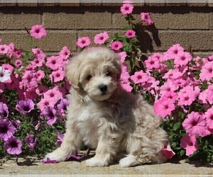 Maltipoo Puppy for sale in FREDERICKSBURG, OH, USA
