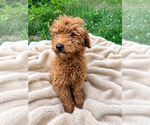 Small #8 Goldendoodle mix (+ Poodle Miniature)