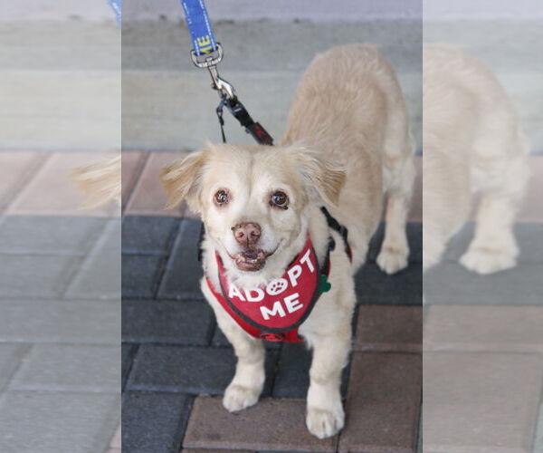 Medium Photo #5 Cocker Spaniel-Spaniel Mix Puppy For Sale in Mission Viejo, CA, USA