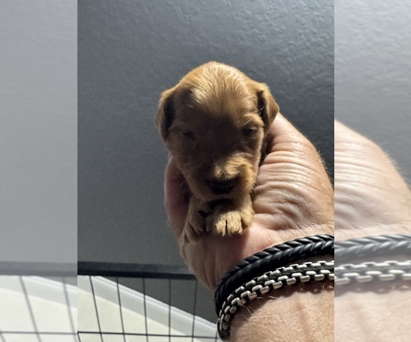 Medium Photo #3 Doodle-Goldendoodle Mix Puppy For Sale in WESTON, FL, USA