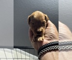 Small #2 Doodle-Goldendoodle Mix