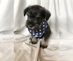 Puppy Mr Nibbles Schnauzer (Miniature)