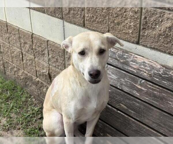 Medium Photo #2 Labrador Retriever-Unknown Mix Puppy For Sale in Tulsa, OK, USA