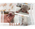 Image preview for Ad Listing. Nickname: Bella