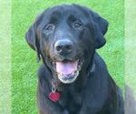 Small Labrador Retriever Mix