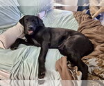 Small #3 Labrador Retriever