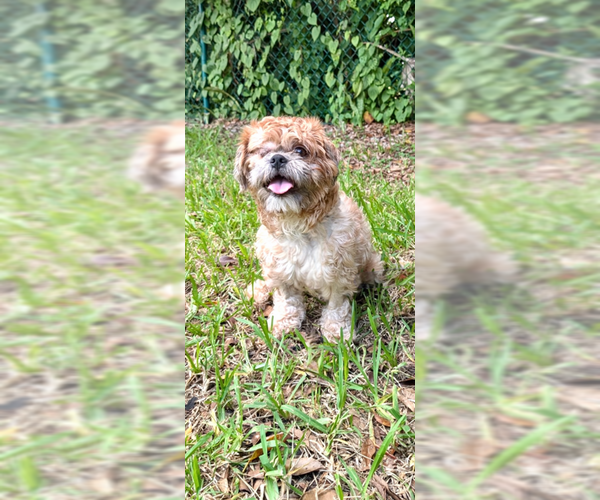 Medium Photo #20 Shih Tzu Puppy For Sale in Weston, FL, USA