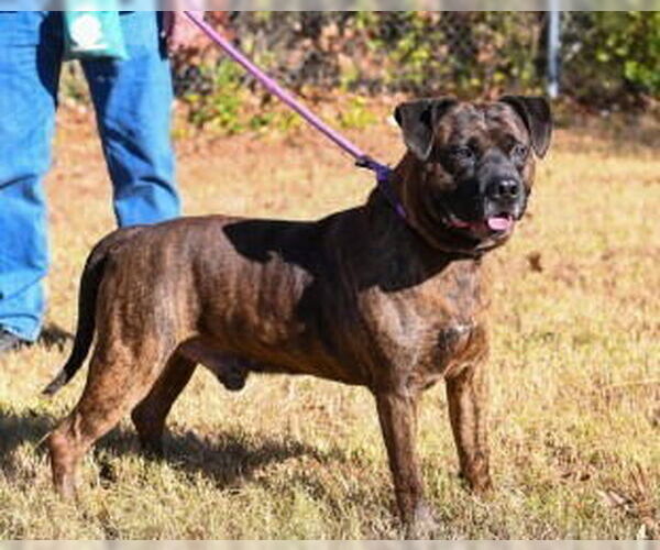 Medium Photo #8 Mutt Puppy For Sale in Glen Allen, VA, USA