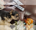 Small Photo #10 Yorkshire Terrier Puppy For Sale in SAN ANTONIO, TX, USA
