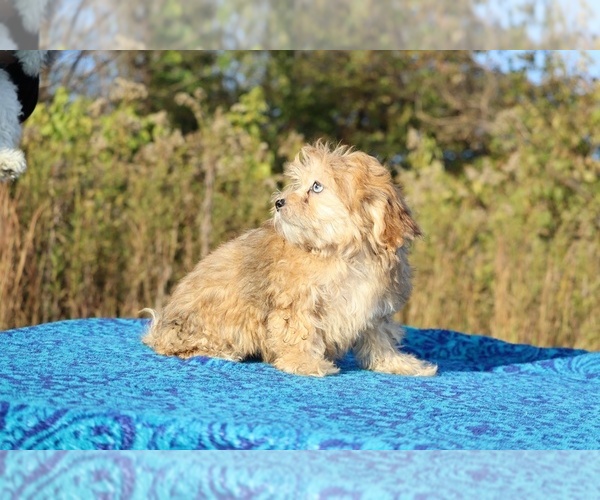 Medium Photo #8 ShihPoo Puppy For Sale in DYERSBURG, TN, USA
