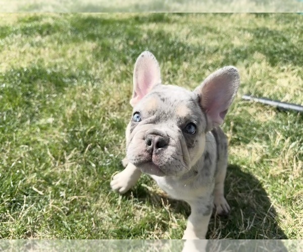 Medium Photo #3 French Bulldog Puppy For Sale in MIDLOTHIAN, TX, USA
