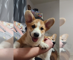 Pembroke Welsh Corgi Puppy for sale in STOCKTON, CA, USA