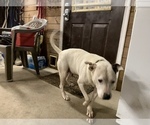 Small Photo #5 American Bully Puppy For Sale in CHESAPEAK BCH, MD, USA