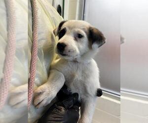 Mutt Dogs for adoption in Pueblo, CO, USA