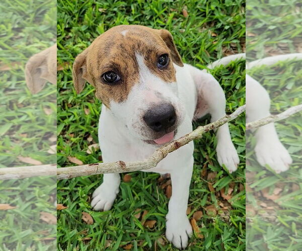 Medium Photo #21 Labrador Retriever-Unknown Mix Puppy For Sale in Rosenberg, TX, USA