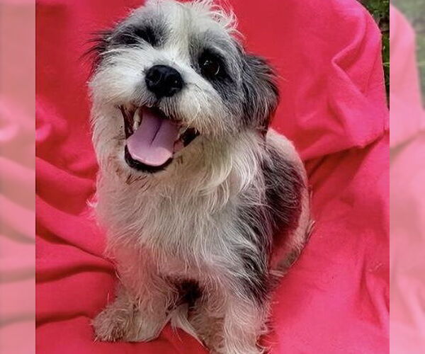 Medium Photo #4 Shih Tzu-Unknown Mix Puppy For Sale in Missouri City, TX, USA