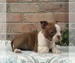 Small #2 Boston Terrier