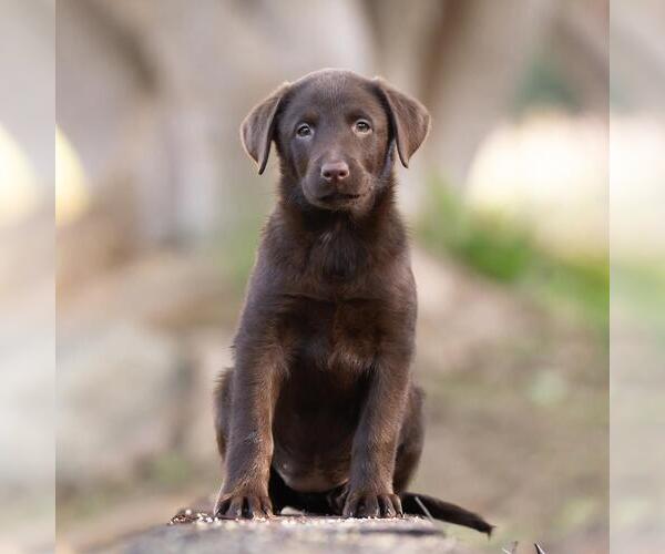 Medium Photo #2 Labrador Retriever-Unknown Mix Puppy For Sale in San Diego, CA, USA