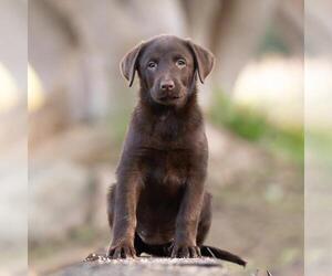Huckleberry Finn Pup - Miss Watson - Female Labrador Retriever-Unknown Mix Dog for Adoption - Photo #2