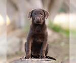 Small Photo #2 Labrador Retriever-Unknown Mix Puppy For Sale in San Diego, CA, USA