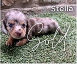 Puppy Stella Dachshund