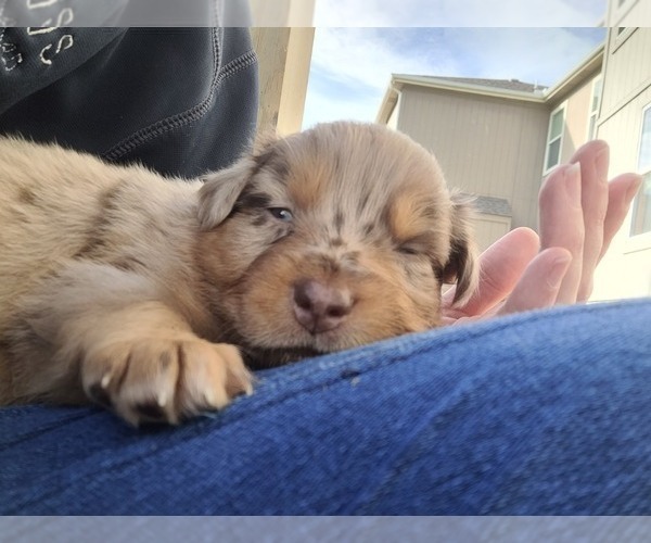 Medium Photo #9 Australian Shepherd Puppy For Sale in RAYMORE, MO, USA