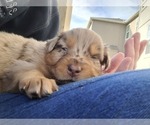 Small Photo #9 Australian Shepherd Puppy For Sale in RAYMORE, MO, USA