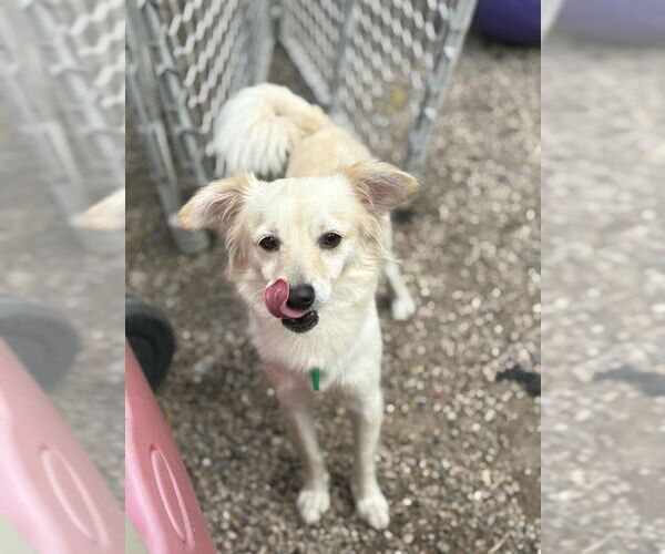 Medium Photo #1 Pomeranian-Unknown Mix Puppy For Sale in Mukwonago, WI, USA