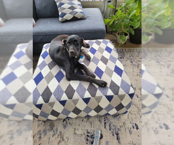 Medium Photo #1 Doberman Pinscher-Weimaraner Mix Puppy For Sale in Aurora, OH, USA