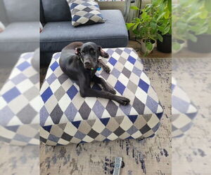 Doberman Pinscher-Weimaraner Mix Dogs for adoption in Aurora, OH, USA